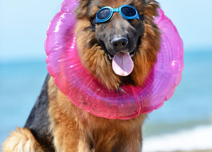 German Shepherd On The Beach With Goggles And Floatie