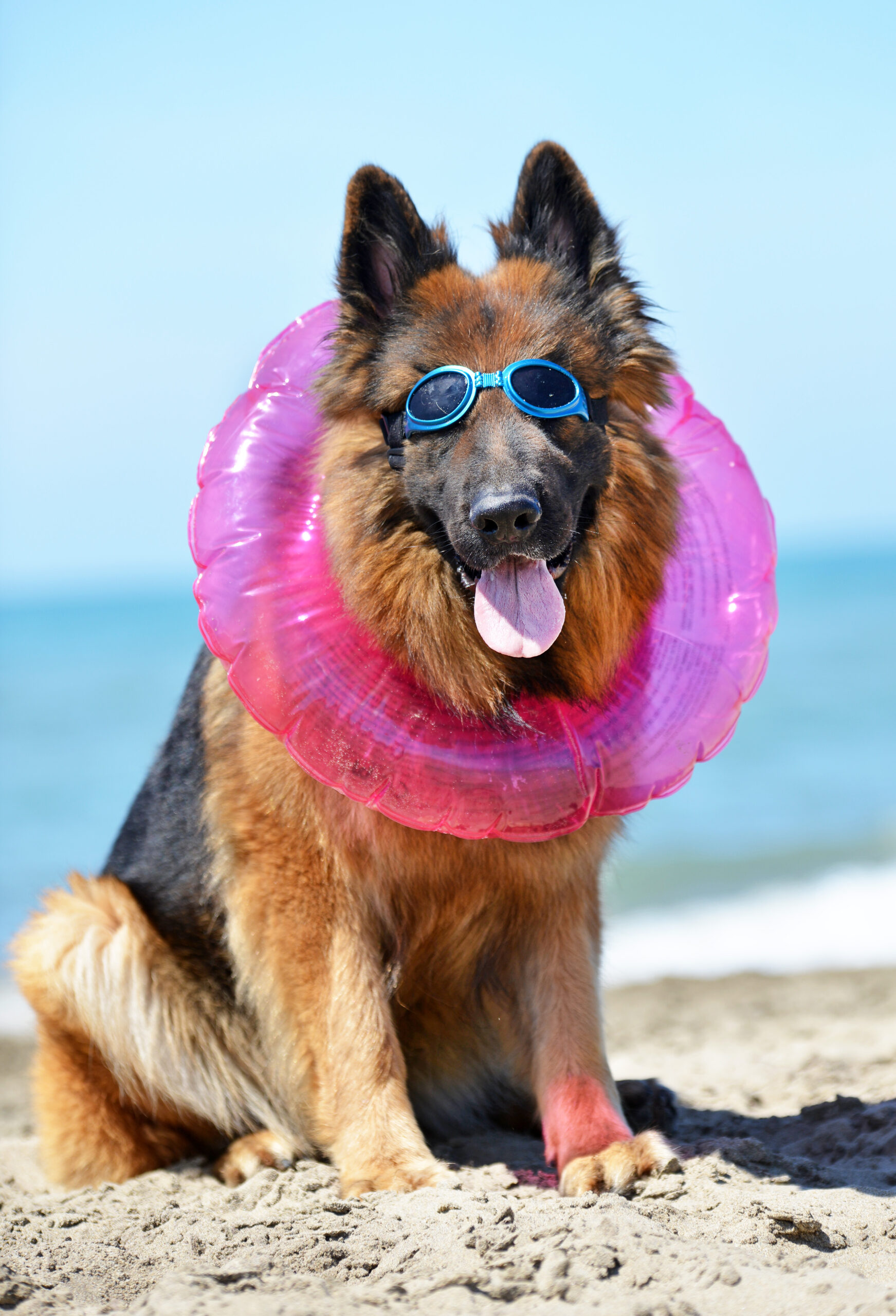 German Shepherd On The Beach With Goggles And Floatie